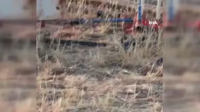 Şanlıurfa'da yılanların dansı kamerada Şanlıurfa'da yılanların dansı kamerada