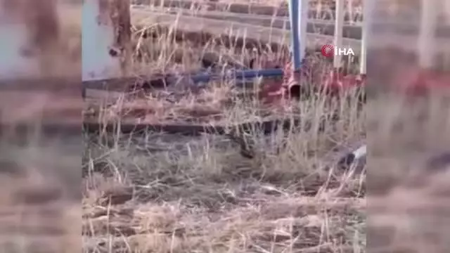 Şanlıurfa'da yılanların dansı kamerada