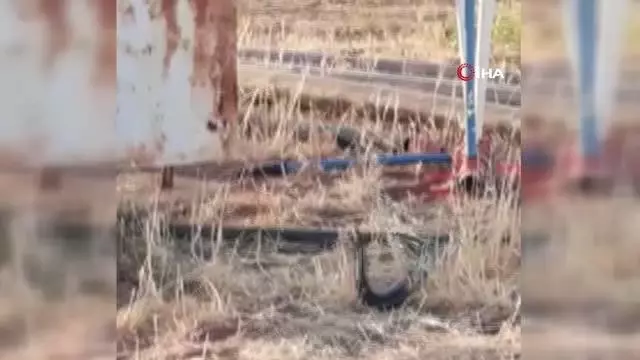 Şanlıurfa'da yılanların dansı kamerada