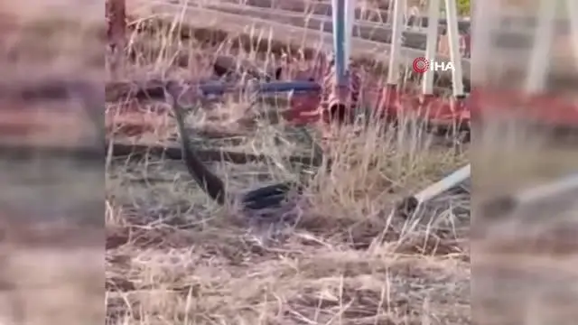 Şanlıurfa'da yılanların dansı kamerada