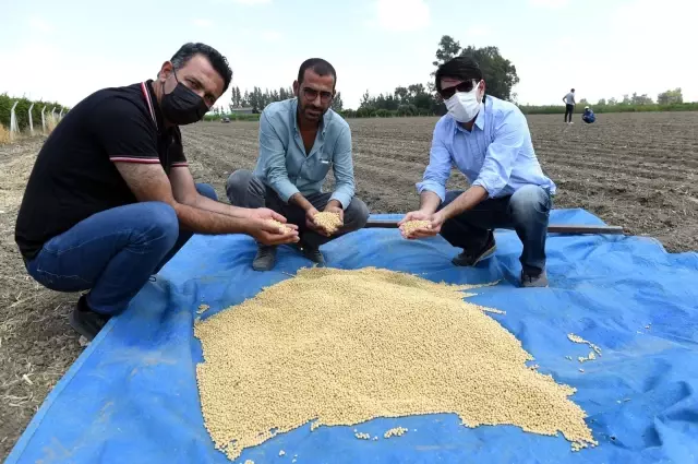 Tarsus Belediyesi, bu kez de yerli tohumla soya fasulyesi ekti Tarsus Belediyesi, bu kez de yerli tohumla soya fasulyesi ekti