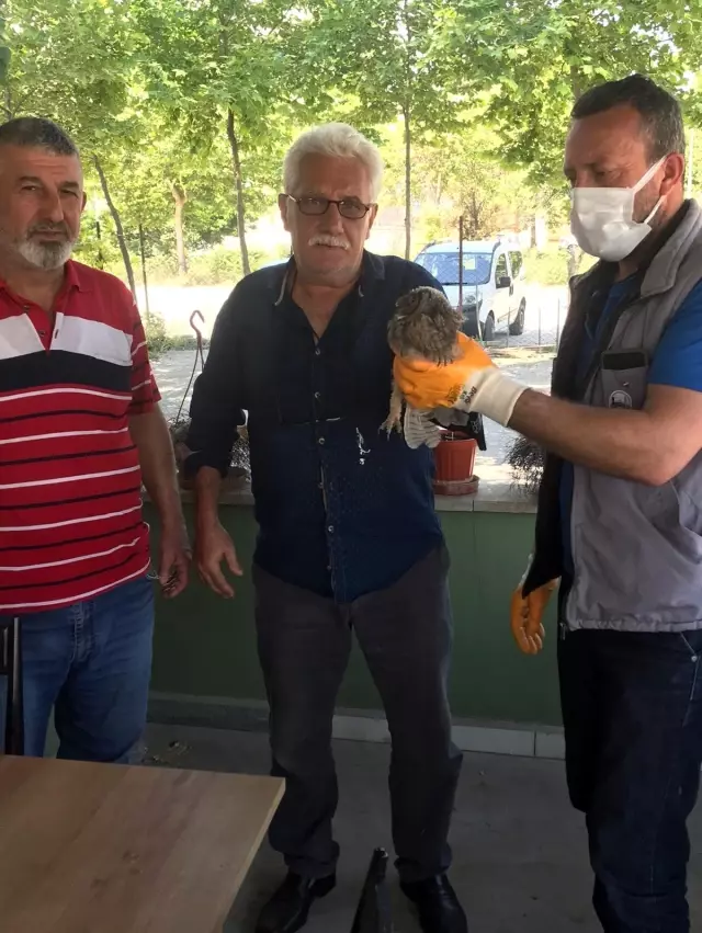 Yaralı baykuşu ölümden kurtardılar