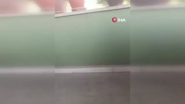 Yaralı baykuşu ölümden kurtardılar