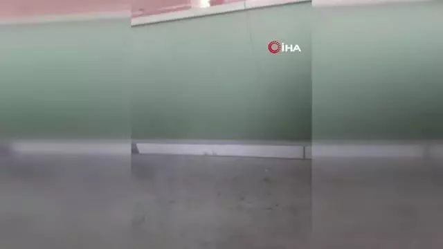 Yaralı baykuşu ölümden kurtardılar