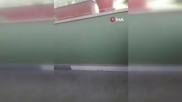 Yaralı baykuşu ölümden kurtardılar