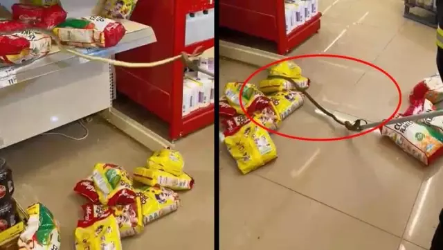 Alışveriş için gittikleri markette rafların arasından yılan çıktı Alışveriş için gittikleri markette rafların arasından yılan çıktı