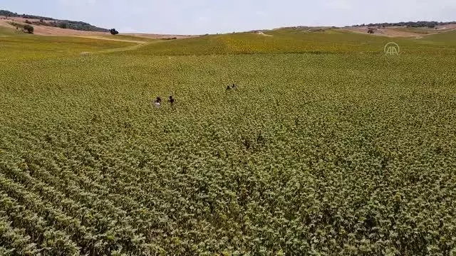 Çukurova'da sarıya boyanan ayçiçeği tarlaları doğal fotoğraf stüdyosu haline geldi Çukurova'da sarıya boyanan ayçiçeği tarlaları doğal fotoğraf stüdyosu haline geldi