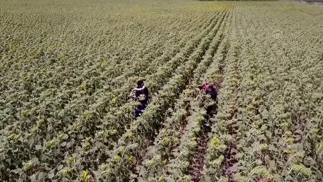 Çukurova'da sarıya boyanan ayçiçeği tarlaları doğal fotoğraf stüdyosu haline geldi Çukurova'da sarıya boyanan ayçiçeği tarlaları doğal fotoğraf stüdyosu haline geldi