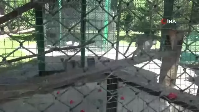 Fabrikaya dev hayvanat bahçesi kurdular, 1,5 milyon ziyaretçiyi ağırladılar Fabrikaya dev hayvanat bahçesi kurdular, 1,5 milyon ziyaretçiyi ağırladılar