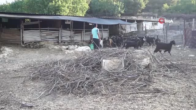 Foça'da kara keçisinin nesli tükenme tehlikesi altında