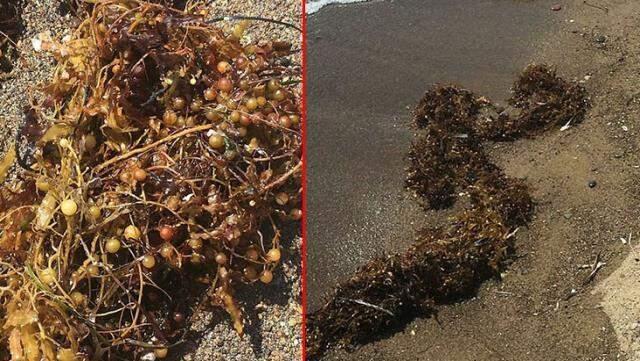 Sargassum yosun nedir? Sargassum yosun nedir?