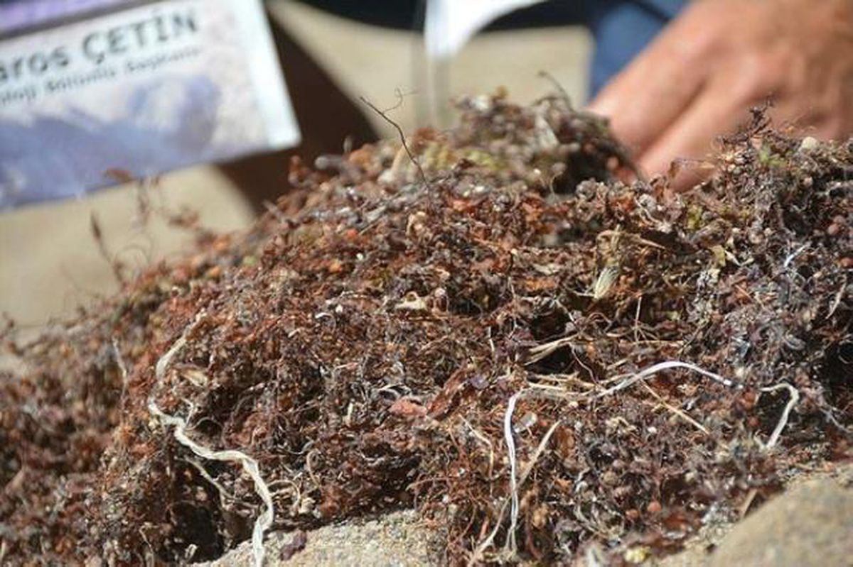 Sargassum yosun nedir?