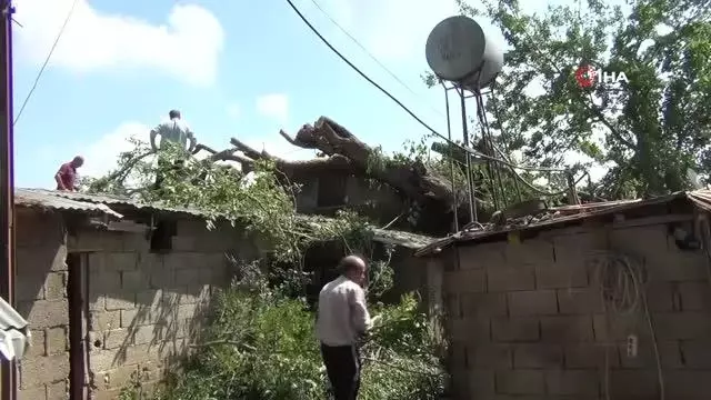 Yarım asırlık dut ağacı fırtınada evin üzerine devrildi Yarım asırlık dut ağacı fırtınada evin üzerine devrildi