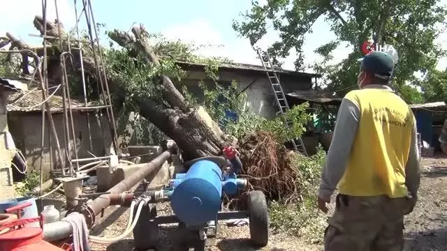 Yarım asırlık dut ağacı fırtınada evin üzerine devrildi Yarım asırlık dut ağacı fırtınada evin üzerine devrildi