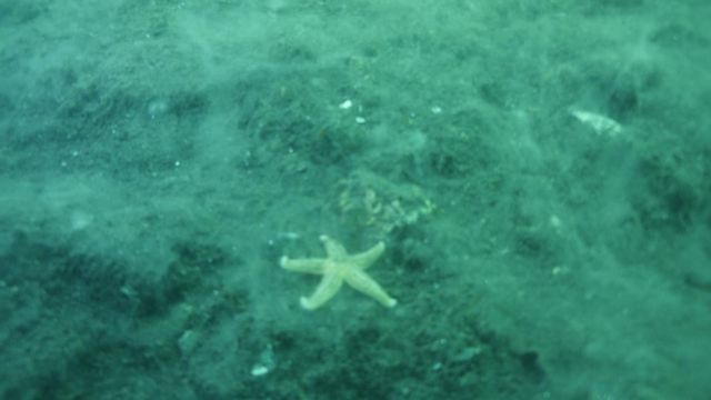 15 metre derinden marmara denizi icin haykird 10 14200231 o