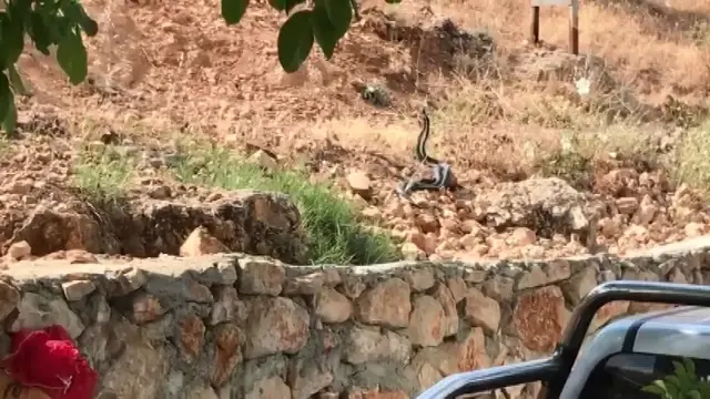 Tek şehir iki farklı görüntü: Bir tarafta yılanla sohbet ettiler, diğer tarafta taşladılar Tek şehir iki farklı görüntü: Bir tarafta yılanla sohbet ettiler, diğer tarafta taşladılar