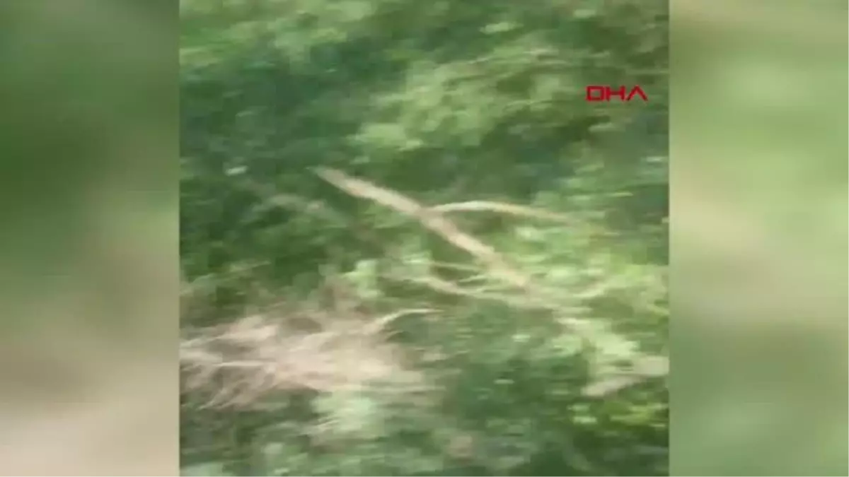AĞAÇTA ASILI KALAN İNEK İTFAİYE EKİPLERİNCE KURTARILDI
