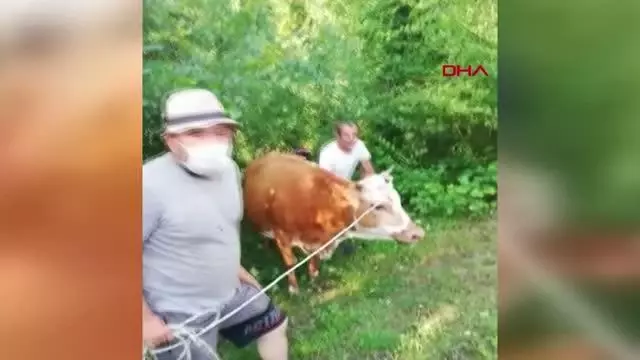 AĞAÇTA ASILI KALAN İNEK İTFAİYE EKİPLERİNCE KURTARILDI
