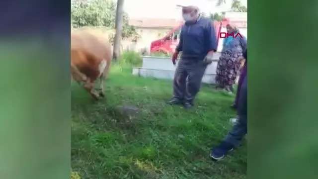 AĞAÇTA ASILI KALAN İNEK İTFAİYE EKİPLERİNCE KURTARILDI