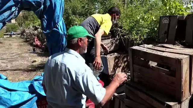 Annelerinin terk ettiği kedilere belediye sahip çıktı