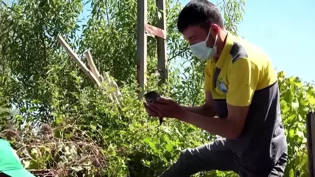 Annelerinin terk ettiği kedilere belediye sahip çıktı
