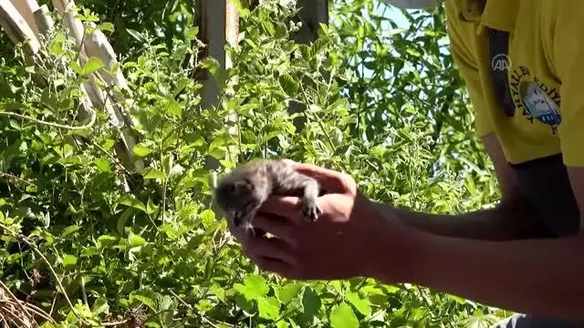 Annelerinin terk ettiği kedilere belediye sahip çıktı