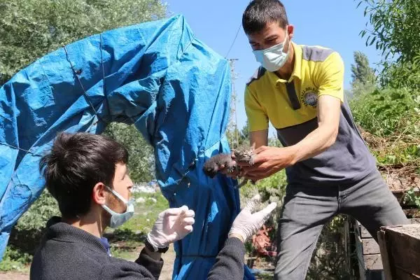 Annelerinin terk ettiği yavru kediler korumaya alındı