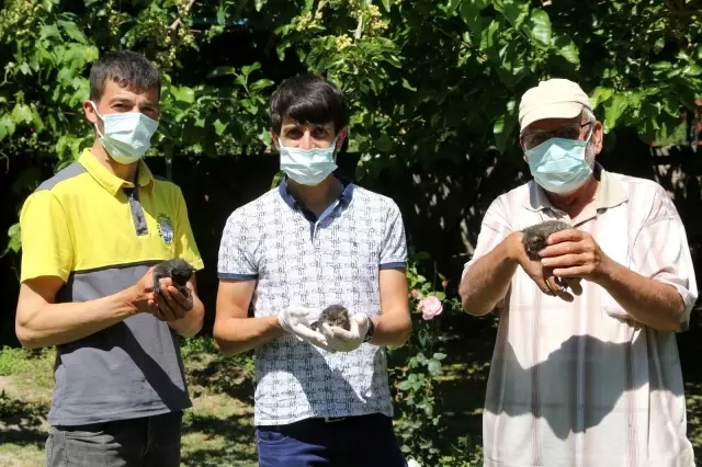 Annesiz kalan yavru kedilere Yahyalı Belediyesi sahip çıktı