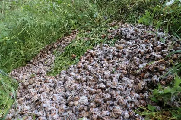 BASKIN YAPILAN EVDE, KAÇAK TOPLANAN 5 ÇUVAL SALYANGOZ ELE GEÇİRİLDİ BASKIN YAPILAN EVDE, KAÇAK TOPLANAN 5 ÇUVAL SALYANGOZ ELE GEÇİRİLDİ