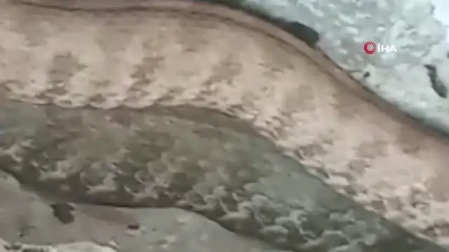 Tek şehir iki farklı görüntü: Bir tarafta yılanla sohbet ettiler, diğer tarafta taşladılar