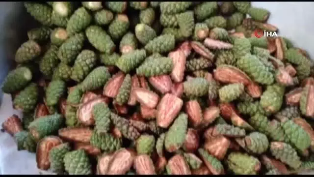 Çam ağaçlarından toplanıp kaynatılıyor, kilogramı 100 TL'den satılıyor- Her derde şifa bağışıklık deposu çam kozalağı pekmezi- 8 saat odun ateşinde... Çam ağaçlarından toplanıp kaynatılıyor, kilogramı 100 TL'den satılıyor- Her derde şifa bağışıklık deposu çam kozalağı pekmezi- 8 saat odun ateşinde...