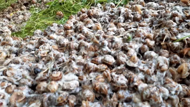Çuvallara içerisinde ele geçirilenler herkesi şoke etti Çuvallara içerisinde ele geçirilenler herkesi şoke etti