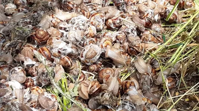 Çuvallara içerisinde ele geçirilenler herkesi şoke etti Çuvallara içerisinde ele geçirilenler herkesi şoke etti