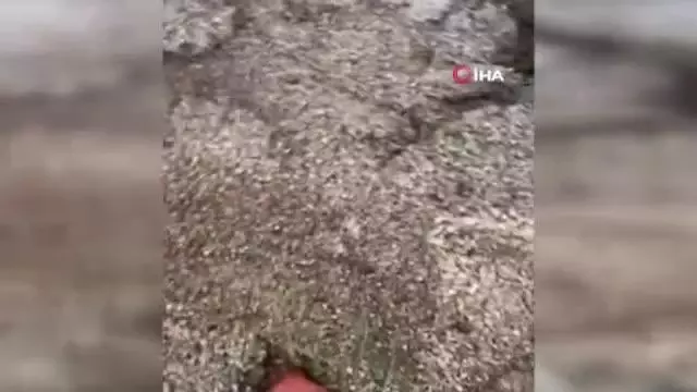 Dolu yağışı yüzlerce dekar ekili alana zarar verdi