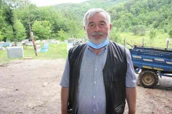 'Katil' gal arısı Kastamonu'da görüldü 'Katil' gal arısı Kastamonu'da görüldü