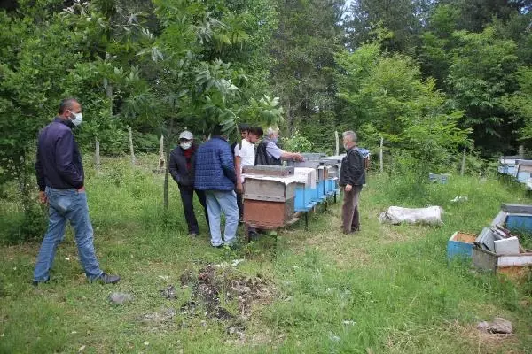 'Katil' gal arısı Kastamonu'da görüldü