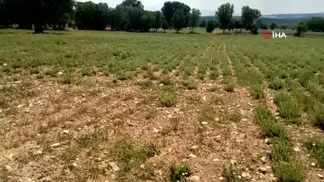Kekiğin başkentini kuraklıktan etkilendi, rekolte yüzde 50 azaldı Kekiğin başkentini kuraklıktan etkilendi, rekolte yüzde 50 azaldı