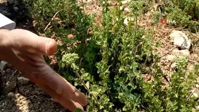 Kekiğin başkentini kuraklıktan etkilendi, rekolte yüzde 50 azaldı