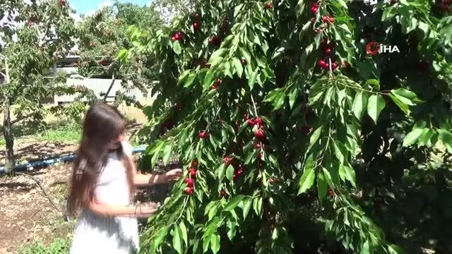 Kiraz üreticisi pazar için destek bekliyor Kiraz üreticisi pazar için destek bekliyor