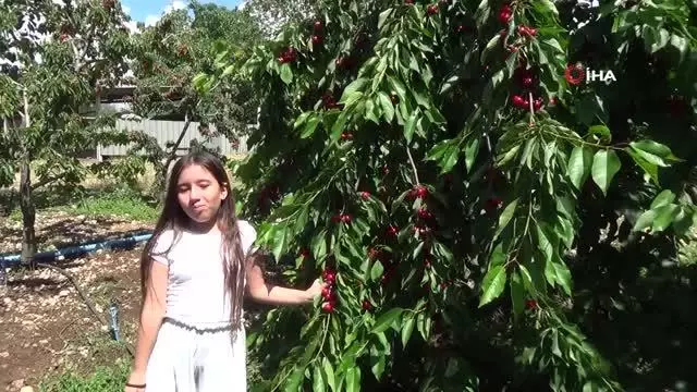 Kiraz üreticisi pazar için destek bekliyor Kiraz üreticisi pazar için destek bekliyor