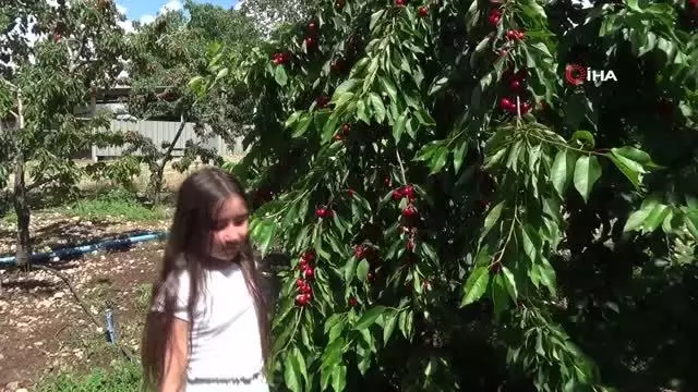 Kiraz üreticisi pazar için destek bekliyor Kiraz üreticisi pazar için destek bekliyor