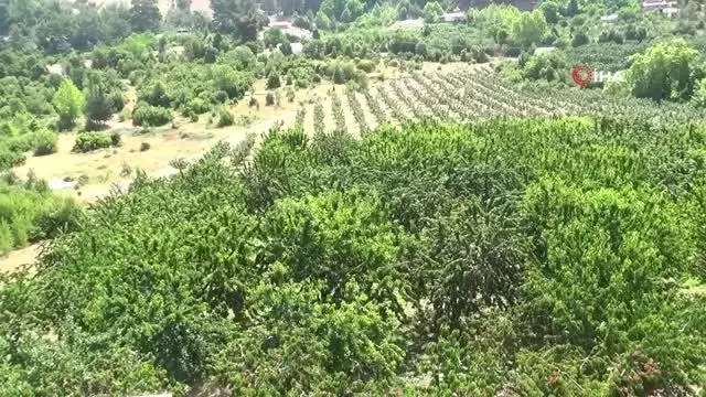 Kiraz üreticisi pazar için destek bekliyor Kiraz üreticisi pazar için destek bekliyor