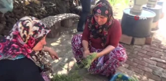 Köylü kadınlar virüsten korunmak için kekik suyu çıkarıyorlar
