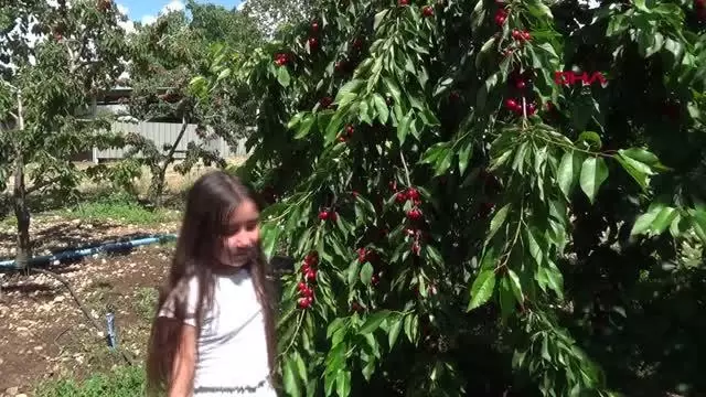 KUMLUCALI KİRAZ ÜRETİCİLERİ PAZARLAMA DESTEĞİ İSTEDİ