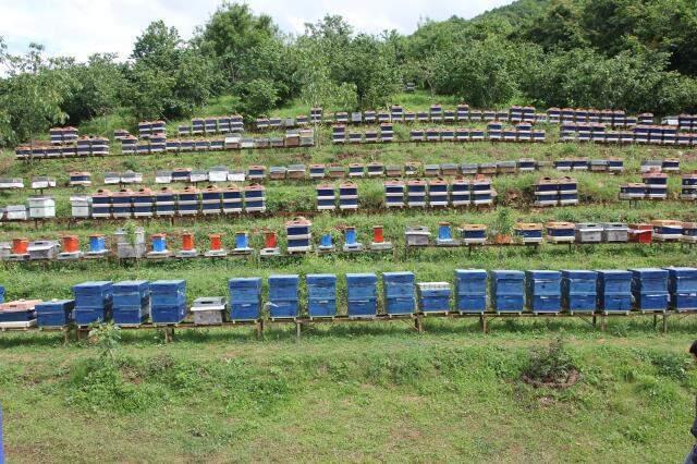 Lakabı 'katil' olan gal arısı Kastamonu'da görüldü Lakabı 'katil' olan gal arısı Kastamonu'da görüldü