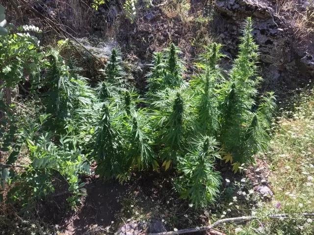 Malatya'da 25 kilo esrar ile 43 bin kök hint keneviri ele geçirildi