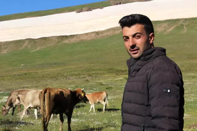 Onlarca büyükbaş hayvanı kamyonlarla yaylalara götürüyorlar Onlarca büyükbaş hayvanı kamyonlarla yaylalara götürüyorlar