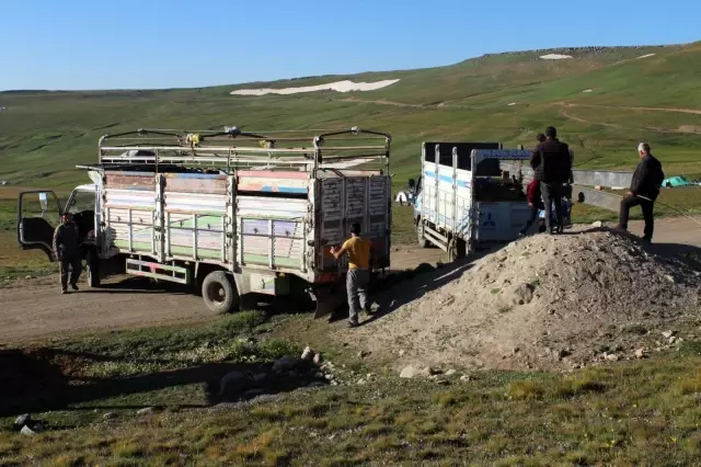 Onlarca büyükbaş hayvanı kamyonlarla yaylalara götürüyorlar Onlarca büyükbaş hayvanı kamyonlarla yaylalara götürüyorlar