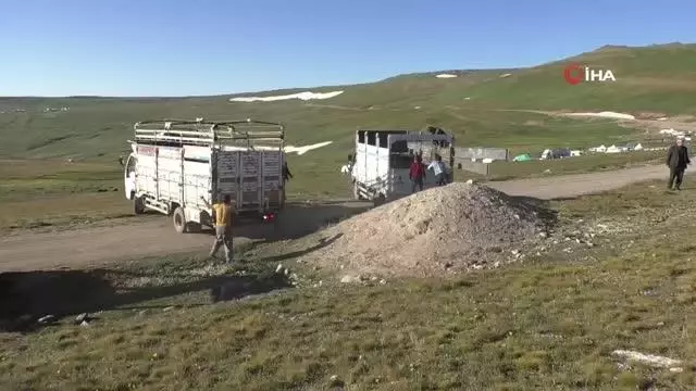 Onlarca büyükbaş hayvanı kamyonlarla yaylalara götürüyorlar Onlarca büyükbaş hayvanı kamyonlarla yaylalara götürüyorlar