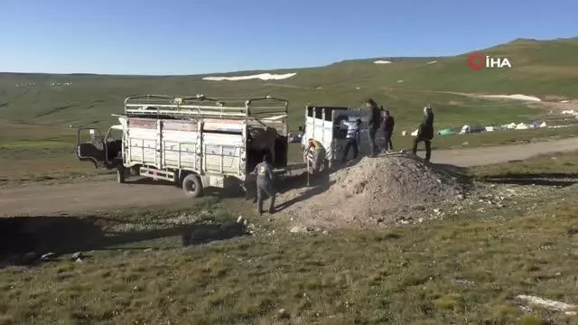 Onlarca büyükbaş hayvanı kamyonlarla yaylalara götürüyorlar Onlarca büyükbaş hayvanı kamyonlarla yaylalara götürüyorlar